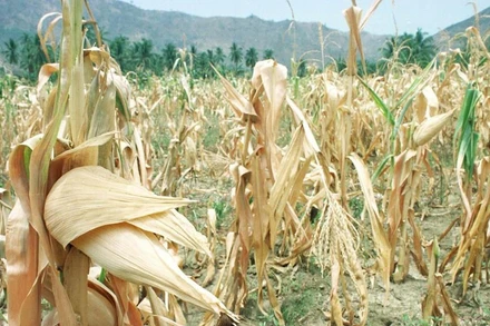 Cánh đồng ngô khô hạn tại một tỉnh miền Nam Philippines. (Ảnh: AFP/TTXVN)