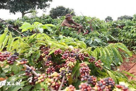 [Video] Bộ Nông nghiệp và Môi trường đồng hành cùng doanh nghiệp thực hiện mục tiêu không gây mất rừng