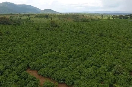 [Video] Thị trường hàng hóa nguyên liệu thế giới đang lấy lại cân bằng