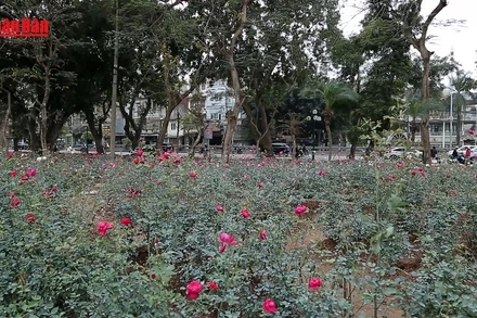 [Video] Hà Nội mở cửa công viên: Tạo không gian xanh, tăng gắn kết cộng đồng