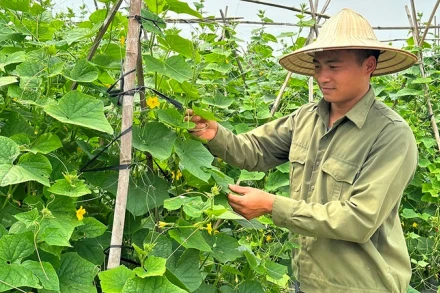 Mô hình canh tác sử dụng kết hợp phân bón hữu cơ và vô cơ tại xã Tân Dĩnh, huyện Lạng Giang (Bắc Giang). (Ảnh: ANH THƯ)