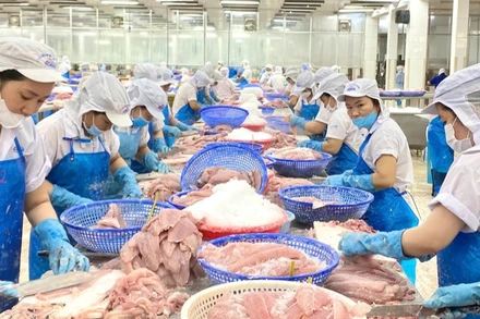 Chế biến cá tra xuất khẩu.