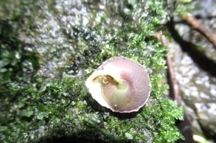 Loài ốc cạn mới được các nhà nghiên cứu chụp trong hang Sơn Đoòng (Ảnh: Vườn quốc gia Phong Nha-Kẻ Bàng)