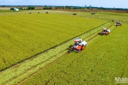 Bội thu trên cánh đồng lúa phát thải thấp tại Vĩnh Thạnh, Cần Thơ.