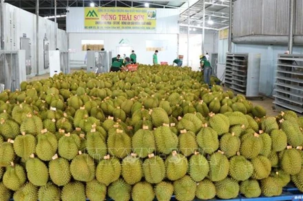 Xuất khẩu sầu riêng sang Trung Quốc. (Ảnh: TTXVN)