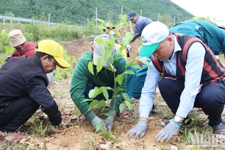 Người dân tham gia trồng cây gỗ lớn tại xã Hòa Bắc, huyện Hòa Vang, Đà Nẵng. (Ảnh: THANH TÂM)