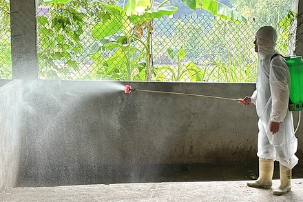 Chủ động phun khử khuẩn chuồng trại chăn nuôi phòng, chống dịch bệnh.
