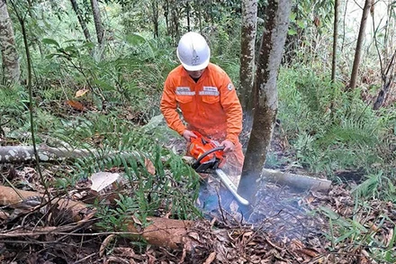 Phát dọn hành lang lưới tuyến điện cao thế.