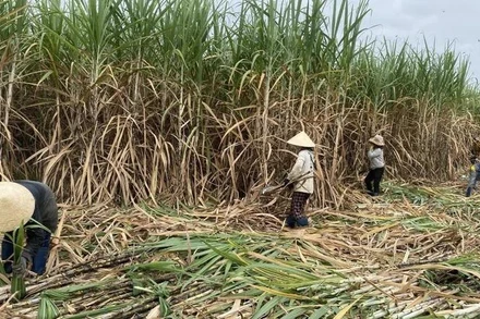  Thu hoạch mía tại huyện Sông Hinh, Phú Yên. Ảnh: TRÌNH KẾ.