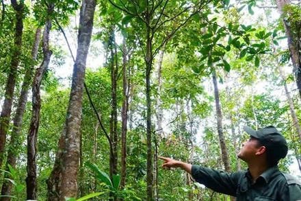 Lực lượng chuyên trách tuần tra bảo vệ rừng.