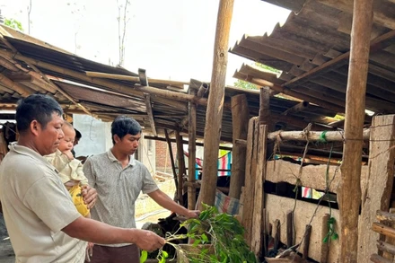 Gia đình anh Lò Văn Yên, bản Bố Mạ, xã Nong Lay, huyện Thuận Châu, tỉnh Sơn La chăm sóc đàn gia súc được hỗ trợ theo chương trình giảm nghèo.