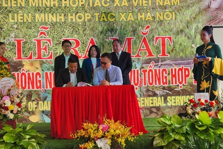 Lãnh đạo Hợp tác xã Đại Nam ký kết hợp tác với các doanh nghiệp Hàn Quốc.