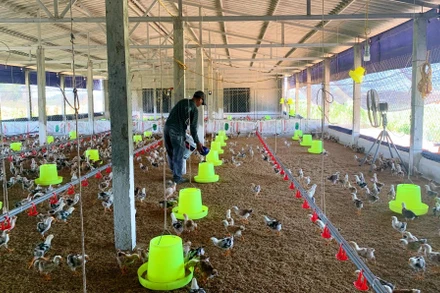 Mô hình chăn nuôi gà thịt của gia đình anh Lê Văn Thế, xóm 4, xã Diễn Trung vay 100 triệu đồng từ Ngân hàng chính sách xã hội.