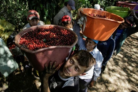Nông dân Costa Rica thu hoạch cà-phê. (Ảnh: Reuters)