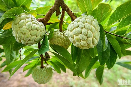 Sản phẩm na Chi Lăng của thị trấn Đồng Mỏ và xã Chi Lăng, xã Y Tịch, huyện Chi Lăng, tỉnh Lạng Sơn đạt chứng nhận sản phẩm OCOP 4 sao. (Ảnh: Thành Đạt)