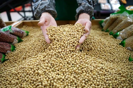 Giá đậu tương đóng cửa ở mức cao nhất kể từ đầu tháng 10/2024 