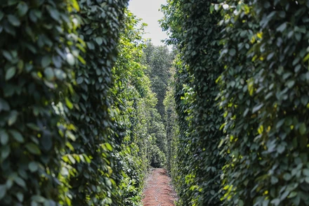 Hợp tác xã Hồ tiêu Vĩnh Linh và sứ mệnh định vị thương hiệu tiêu Vĩnh Linh