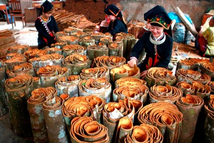 Cây quế đem lại giá trị kinh tế cao cho nông dân tỉnh Yên Bái.