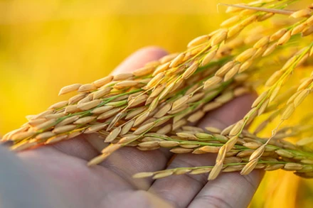 Gạo nếp xoắn Tân Trào. (Ảnh: Internet)