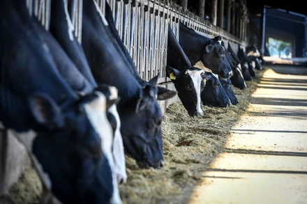 (Ảnh: Thành Đạt)