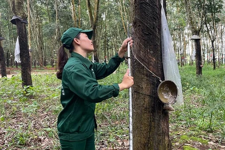 Công nhân khai thác mủ cao-su trên vườn cây.