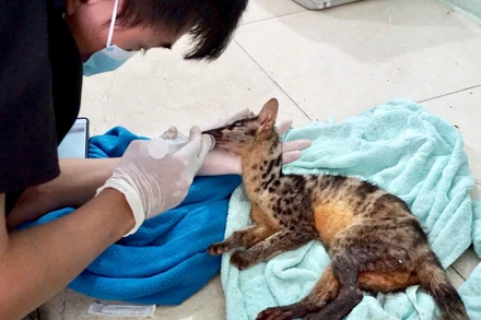 Cầy văn bắc được cứu hộ tại Vườn quốc gia Cúc Phương, Nình Bình.