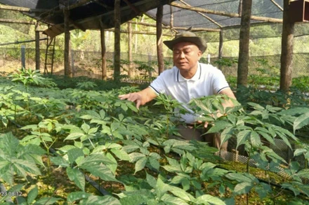 Sâm Ngọc Linh: Cây thuốc quý bén duyên đất Sơn La