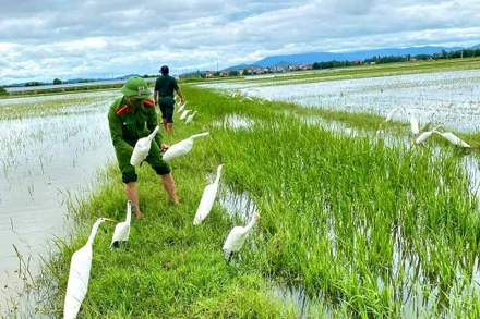 Thu gom, tiêu hủy cò giả mà các đối tượng dựng lên để dụ bẫy chim di cư 