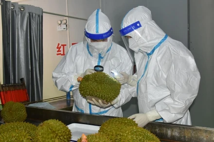 Hải quan Trung Quốc kiểm tra lô hàng sầu riêng Việt Nam. (Ảnh: Nhật báo Quảng Tây)