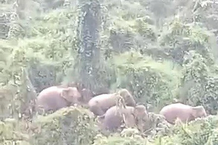 Cá thể voi xuất hiện ở Khu bảo tồn loài và sinh cảnh voi Quảng Nam.