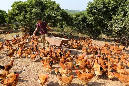 (Ảnh: THÀNH ĐẠT)