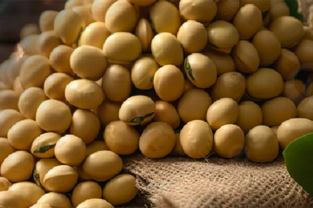 Giá đậu tương chấm dứt chuỗi ngày giảm do Brazil cắt giảm sản lượng