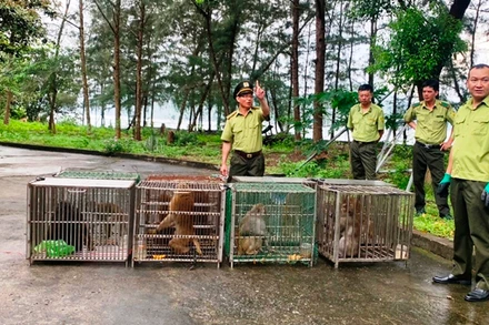 Thả 10 cá thể khỉ được cứu hộ ở Sa Pa-Lào Cai về Vườn quốc gia Bái Tử Long, tỉnh Quảng Ninh. (Ảnh: VĂN TÚ)