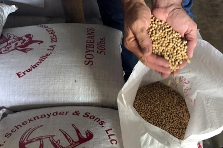 Giá đậu tương mở rộng đà giảm sang phiên thứ 5