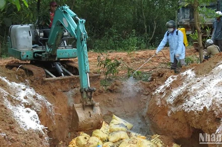 Lực lượng chức năng Quảng Ngãi tiêu hủy gia cầm mắc bệnh.