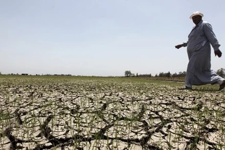 Một nông dân Ai Cập trên cánh đồng khô hạn tháng 6/2023. (Ảnh: Reuters)