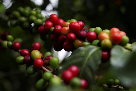 Giá cà-phê, ca-cao cùng tăng khi triển vọng nguồn cung kém lạc quan