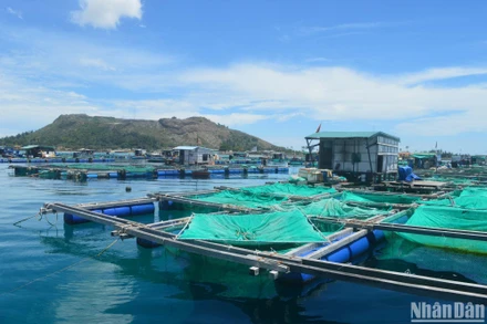 Nuôi lồng trên biển ven đảo Lý Sơn, tỉnh Quảng Ngãi.