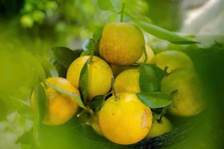 “Định vị thương hiệu Cam Bảo Phương bằng những sản phẩm tinh hoa nhất!”