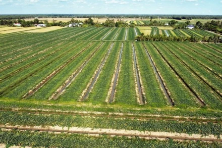 (Ảnh minh họa: TTXVN)