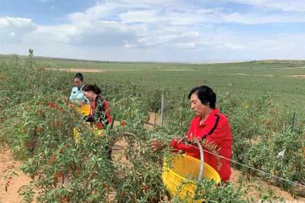 Người nông dân thu hoạch kỷ tử tại khu tự trị Ninh Hạ, Trung Quốc. (Ảnh: HỮU HƯNG)