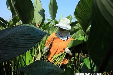 Làng Tràng Cát có truyền thống trồng lá dong hàng trăm năm tuổi. (Ảnh: TTXVN)