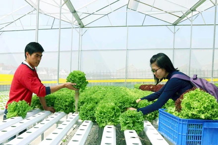 Sản xuất rau thủy canh tại thành phố Đà Lạt, tỉnh Lâm Đồng.