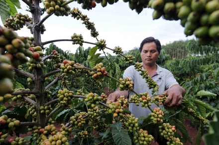 (Ảnh: TRẦN VIỆT)