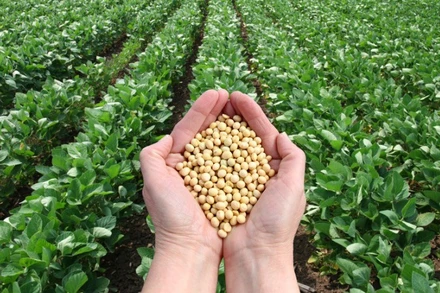 Các mặt hàng nông sản đồng loạt tăng, giá đậu tương tăng lên mức cao nhất trong hơn 3 tháng