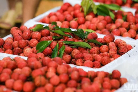 Vải thiều Bắc Giang. (Ảnh: Thành Đạt)