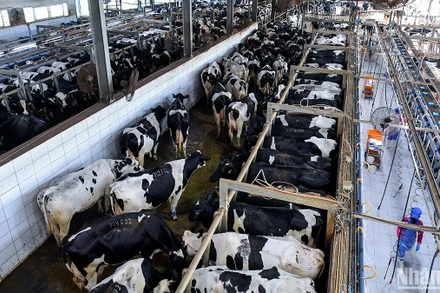 (Ảnh: Thành Đạt)