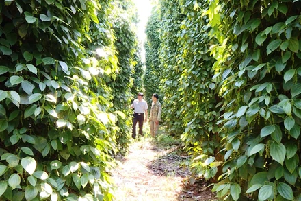 Hàng nghìn ha tiêu hữu cơ sản xuất tại Đắk Nông đã được xuất khẩu sang các nước trong khu vực và thế giới.