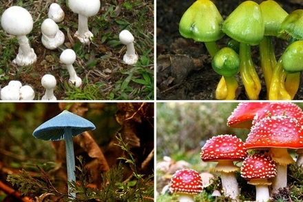 Người dân cần nhận biết, cập nhật các loại nấm độc để phòng, tránh. (Ảnh: Internet)