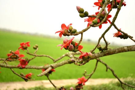 Mùa hoa gạo tháng Ba. (Ảnh: THẾ DƯƠNG)